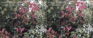 XF10-24 vs XF16