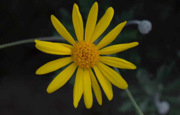 Test du mode macro sur le Fuji XF 16-80mm f4